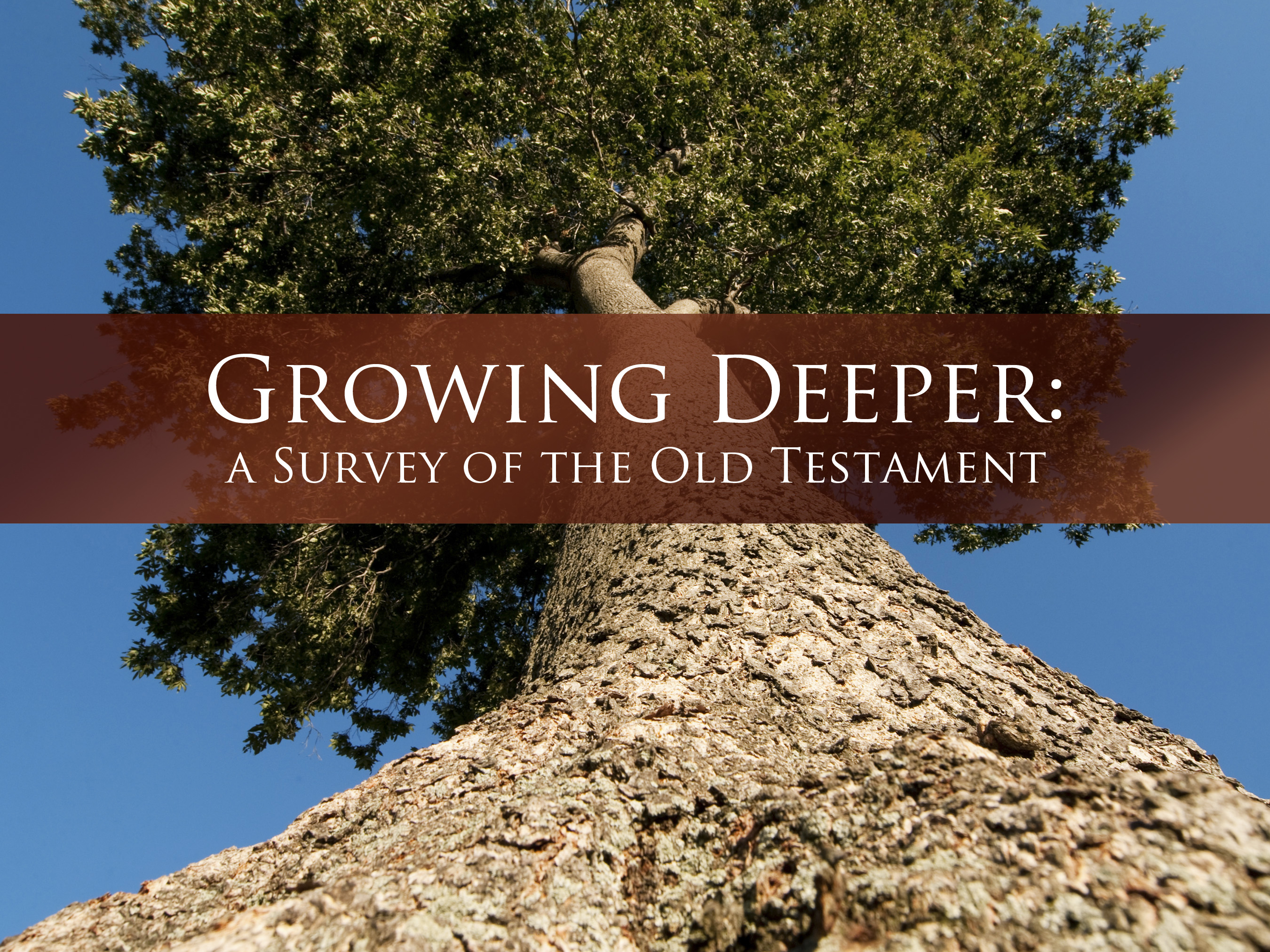 growing deeper a survey of the old testament with the background of a tall tree